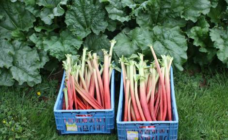 Lensink Aardappelen Aalten | Rabarber